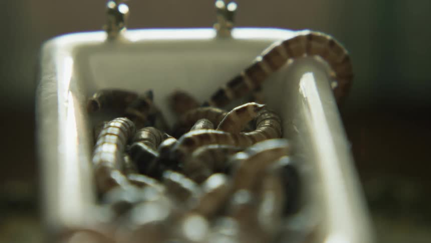 Miniature tub full of worms crawling in and out of it