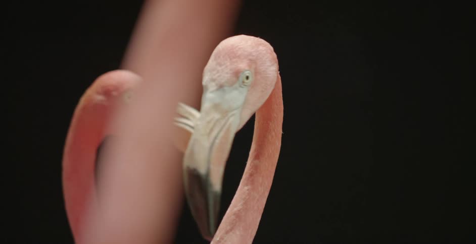 Flamingos moving around with a black background