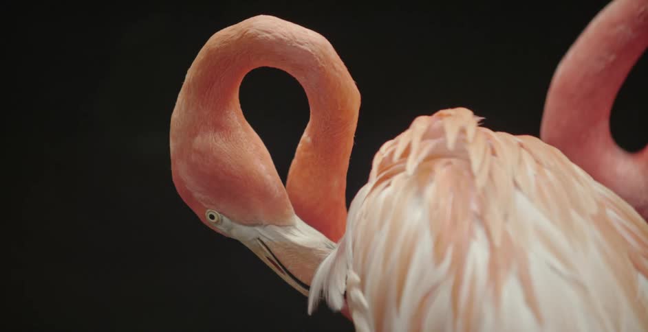 Flamingos are outdoors together at night