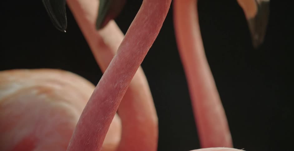 Pink flamingos graze in a circle