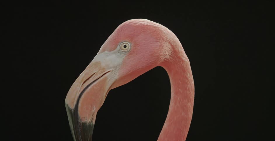 Flamingos are outdoors at night