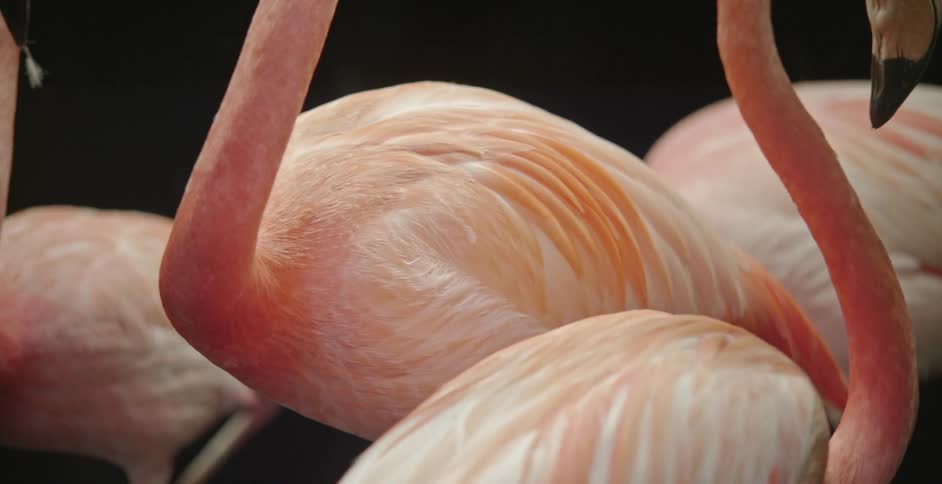 A group of flamingos move around inside in front of a black background