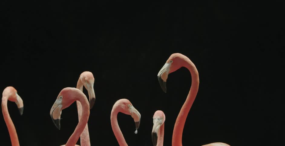 Flamingos are standing outdoors at night