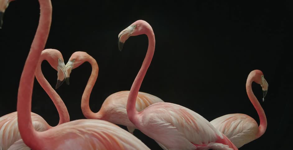 A crowd of flamingos are standing by eachother