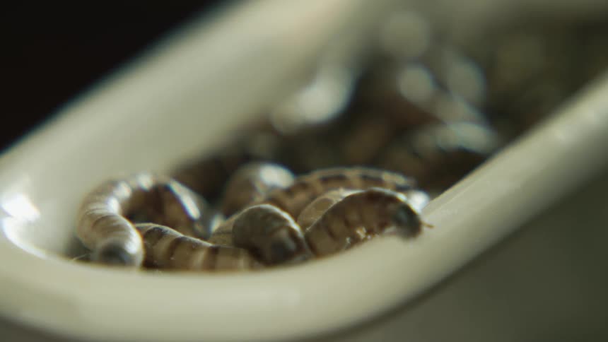 Small brown insects crawling around in a small bathtub in a small room