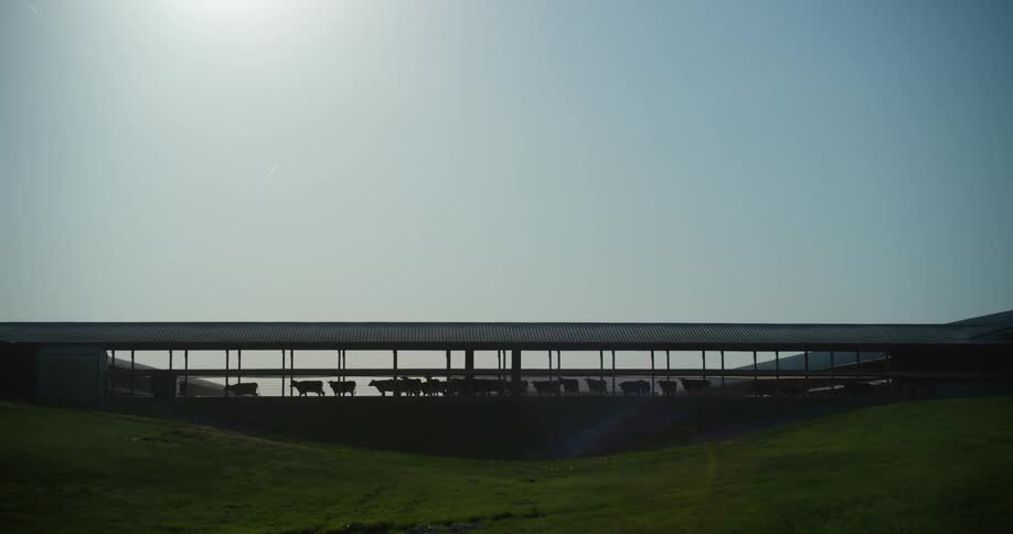 Cows walking through a pathway on farmland
