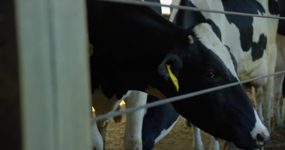 Dairy cows behind a fence in a livestock building