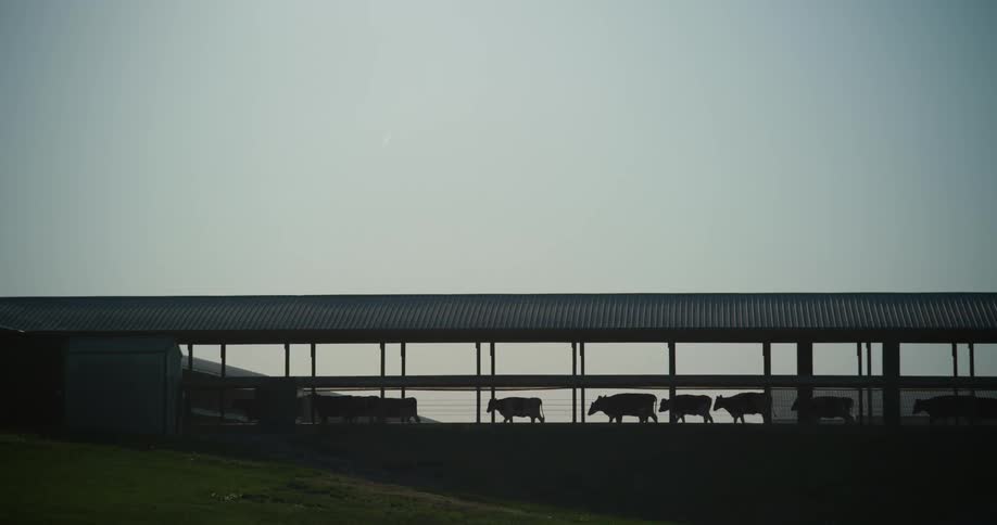 Cows walking across an enclosed bridge into a building