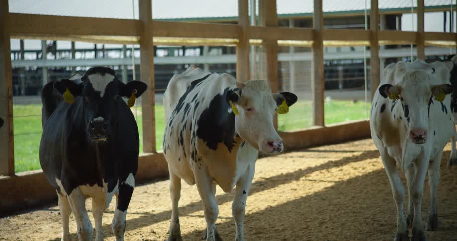 Cows standing in a building with open windows at day time