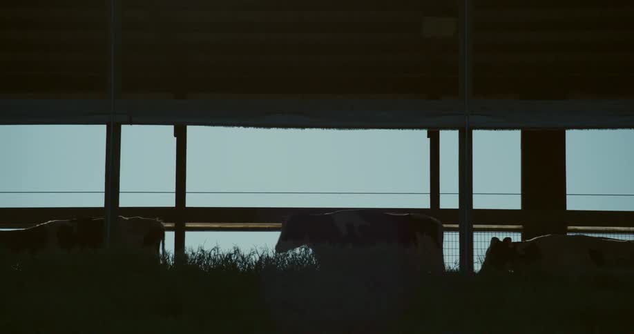 Cows walking across a platform in low daylight inside of an agricultural building