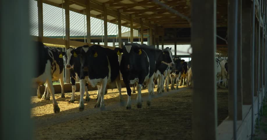 Herd of cows walking around