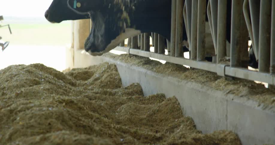 Cows on a farm eating hay