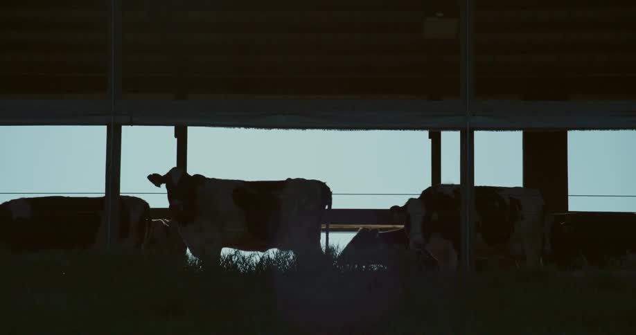 Some cows stand in a cowshed as others graze and walk on a field beside them
