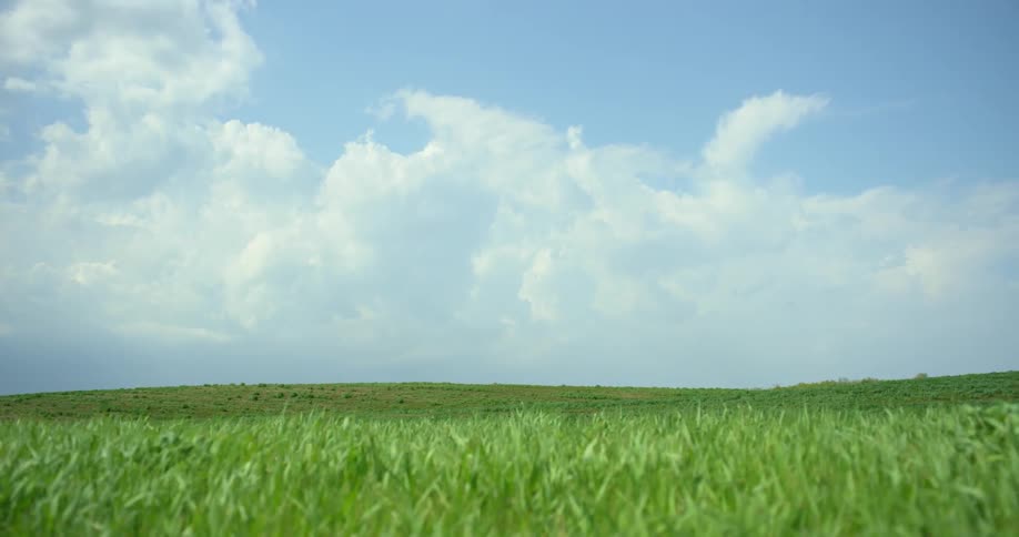 Under a blue sky the wind blows across the top of an expansive and green grassy field