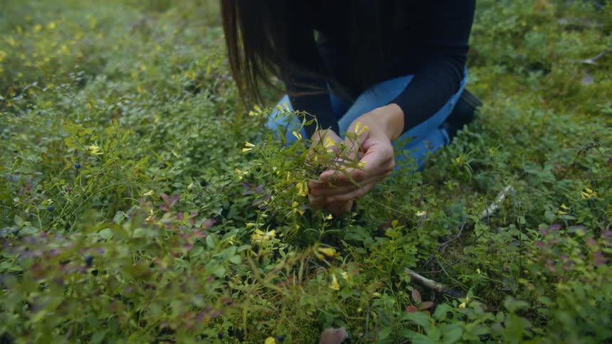 A woman kneels in a field while picking yellow flowers