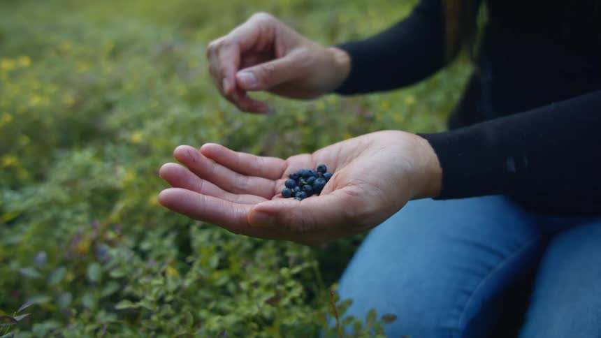 Woman sitting in grass picking wild blueberries