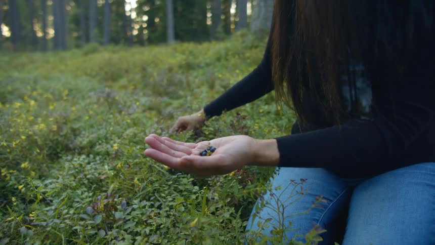 A woman sits in a field and picks small blue berries from plants