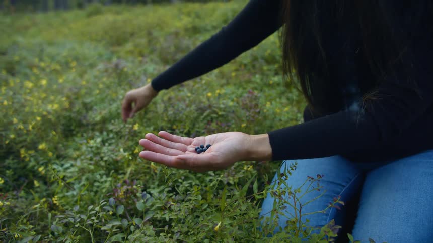 Woman sitting in a field of grass in a forest picking wild blueberries and placing them in her hand