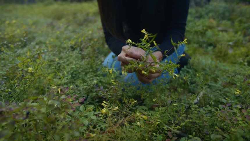 Woman kneeling down in a field in the forest picking flowers