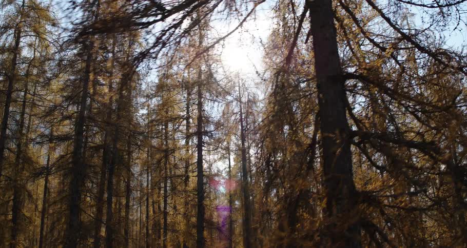 Sun shining high above a grove of trees in a forest