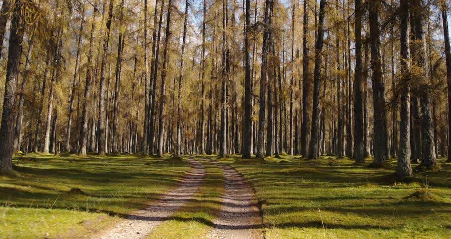 Forest path surrounded by tall trees in a nature reserve