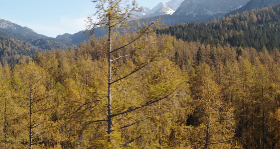 A forest with trees and grass with a mountain range the sky and clouds in the background