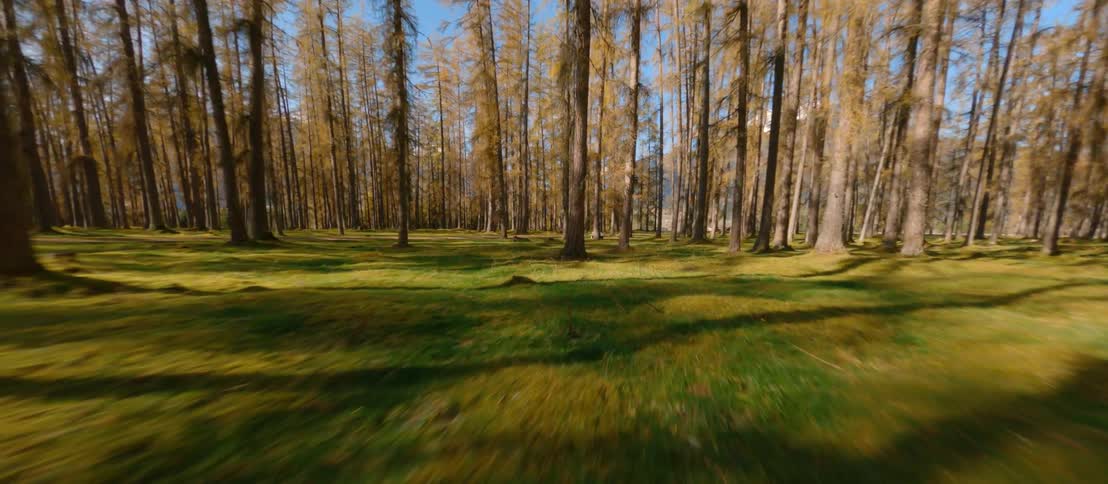 Grove of trees in an empty forest