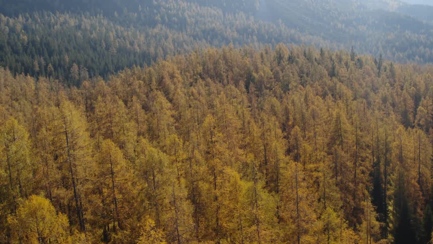 Pine trees in a forest and along the side of a mountain