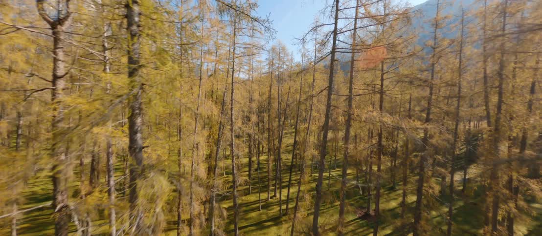 Aerial view of trees in a forest moving forward with mountains in the background during a fall day