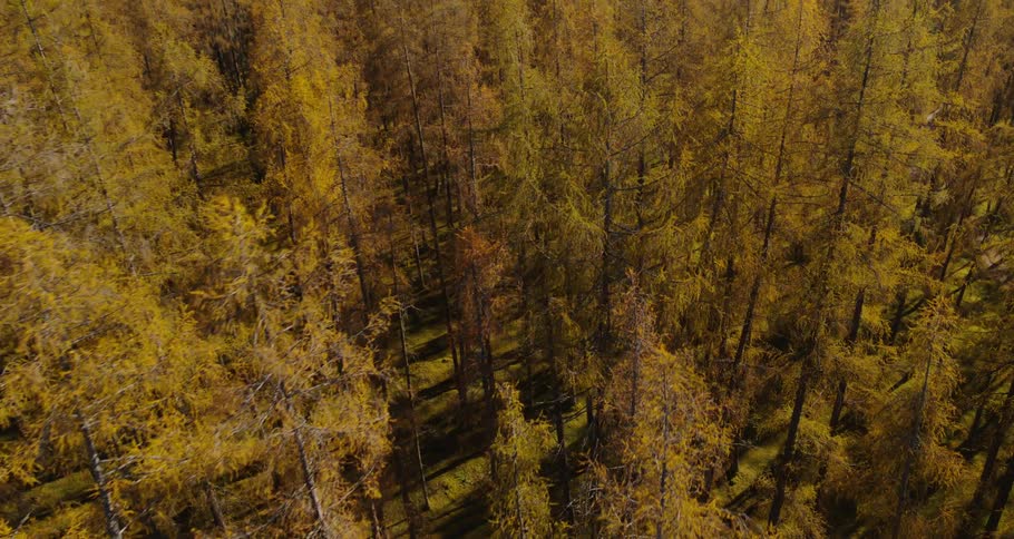 Aerial view of forest is displayed