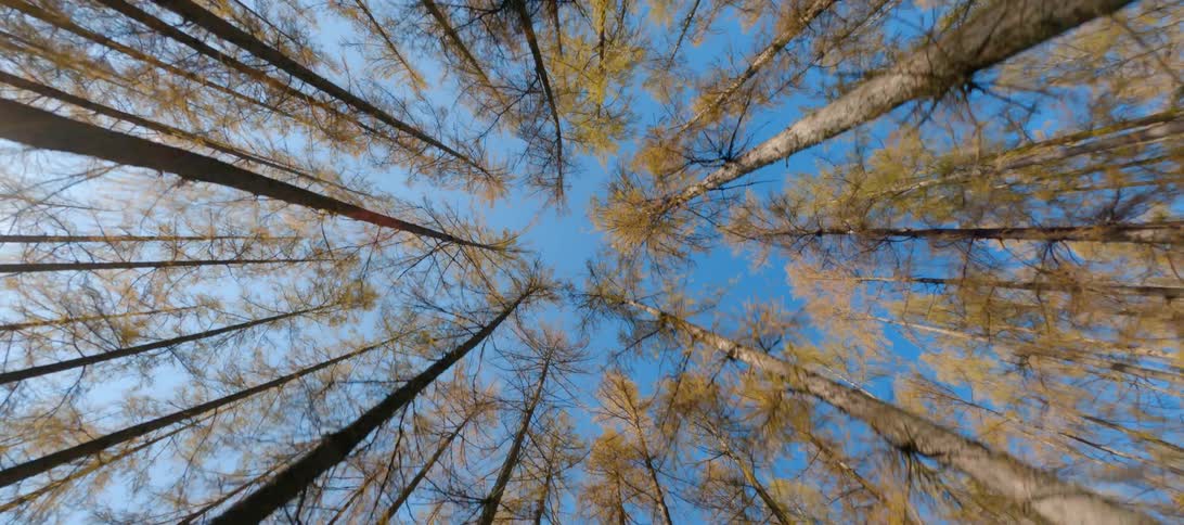Trees in a forest are displayed during the day