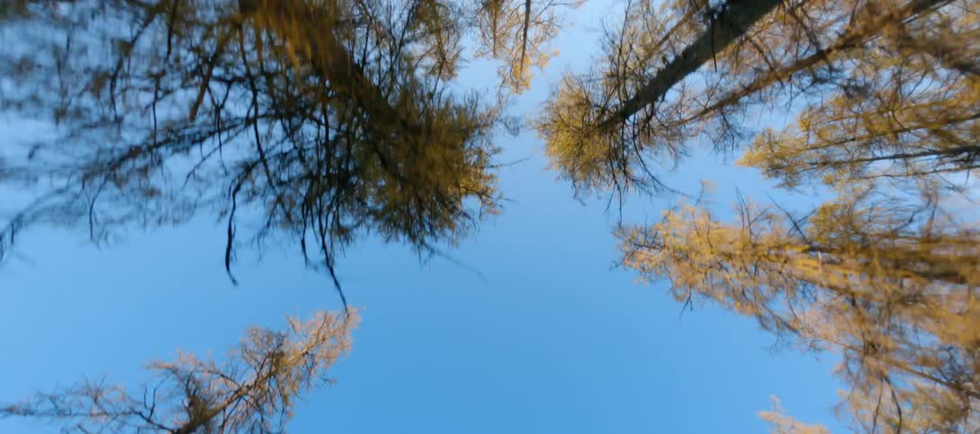 Autumn trees stretch to the blue sky in the woods