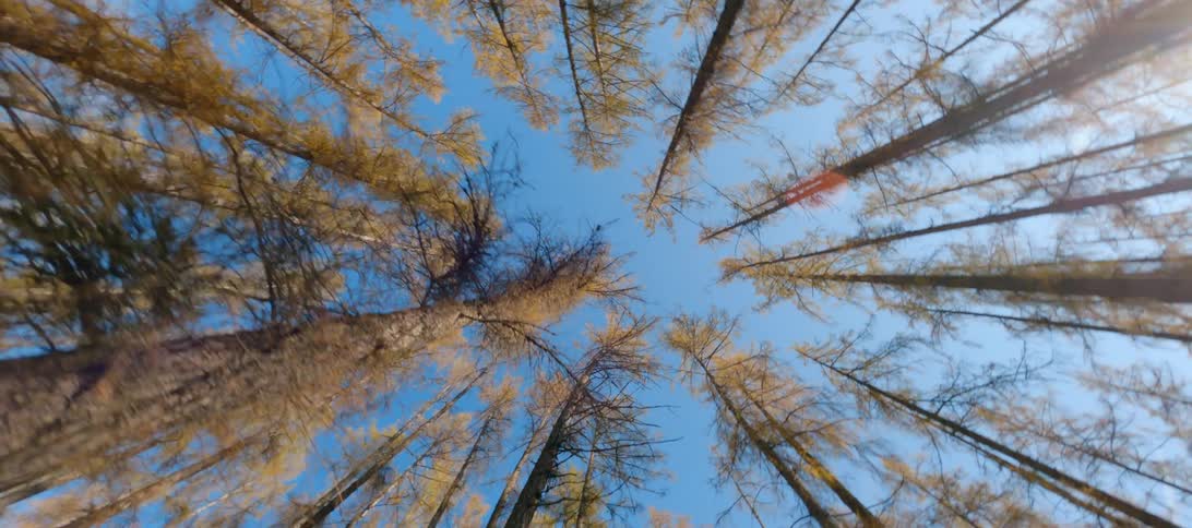 Trees with brown leaves stretching to the blue sky