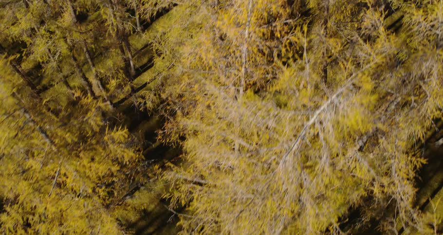 Drone flying through a forest
