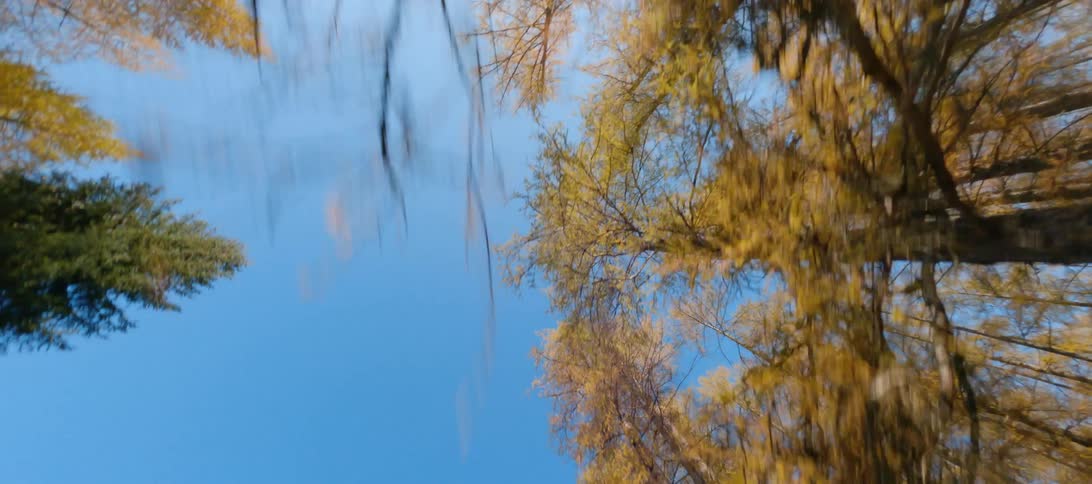 Autumn trees stretch to the blue sky in the woods