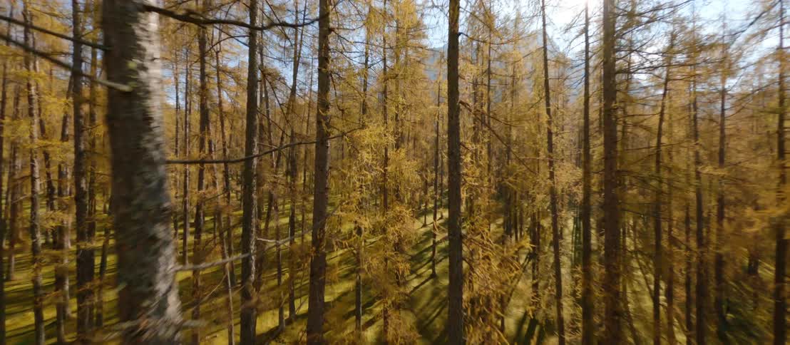Aerial view of a autumn woods and the sun shining through the trees