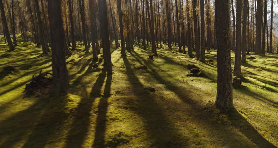 A forest with trees with a mountain range the sky and clouds in the background