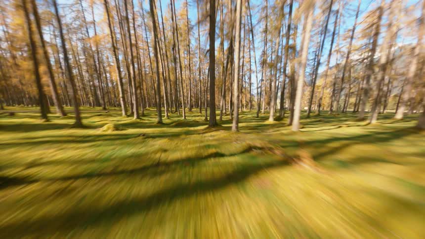 Trees in a sunny forest next to a snowy mountain range