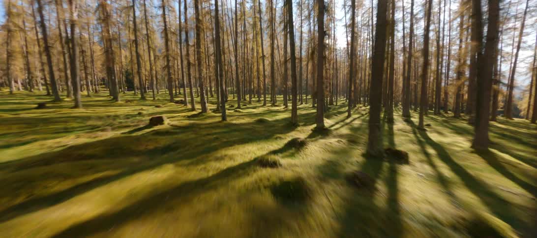 Aerial view of a autumn woods and the sun shining through the trees