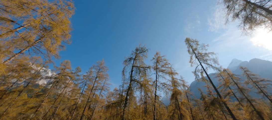 The sun shines on a forest near mountains