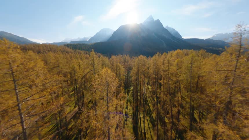 Trees in a forest are displayed in autumn