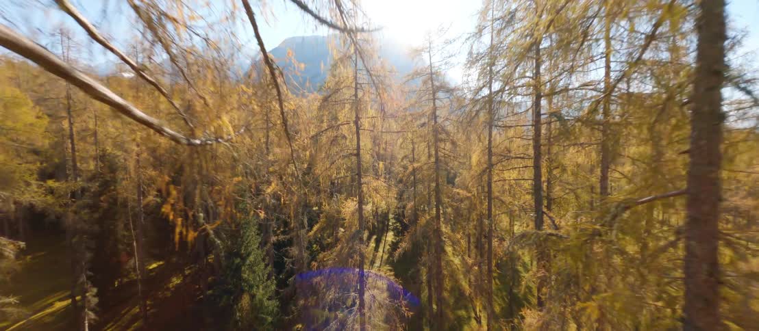 Trees in a forest on a sunny day next to a wide mountain range