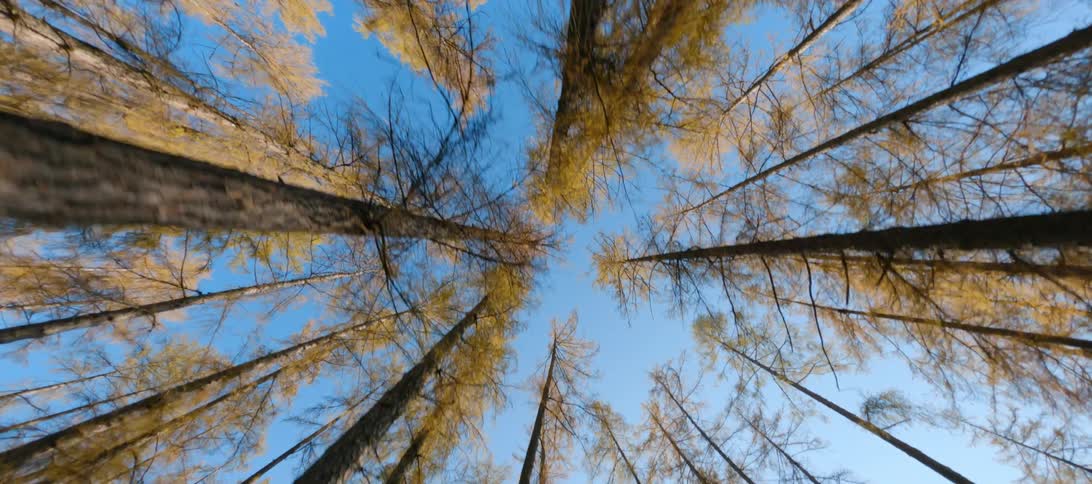 Trees stretch to the blue sky in the woods