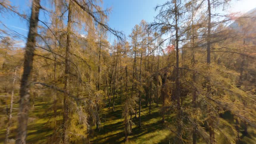A forest with trees and grass with a mountain range the sky and clouds in the background