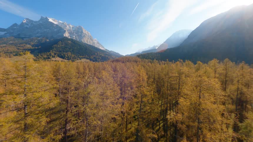 A forest of tall thin trees at the base of a mountain range on a sunny day