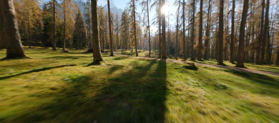 Nature reserve full of pine trees on a sunny day