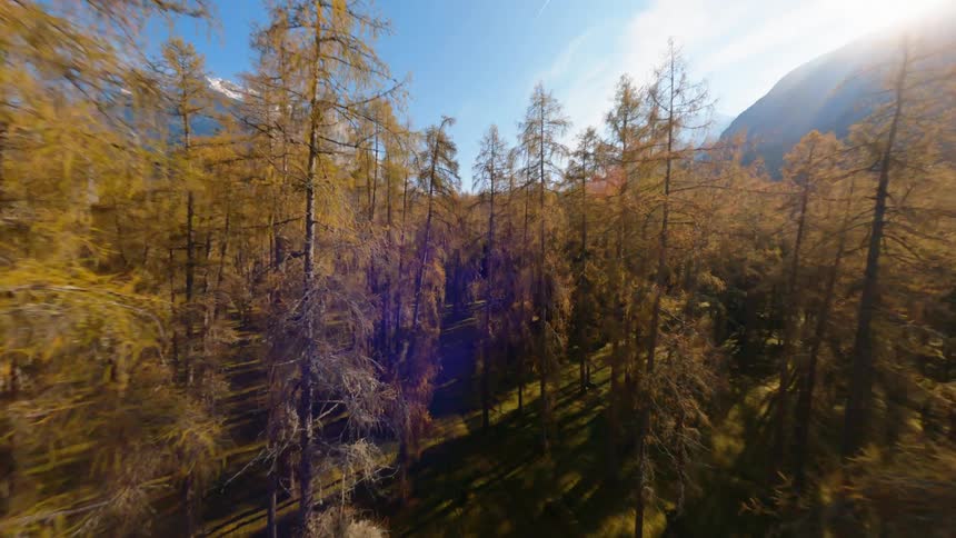 Aerial view of a forest is displayed in autumn
