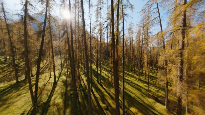 Fir trees in a wide open forest on a sunny day