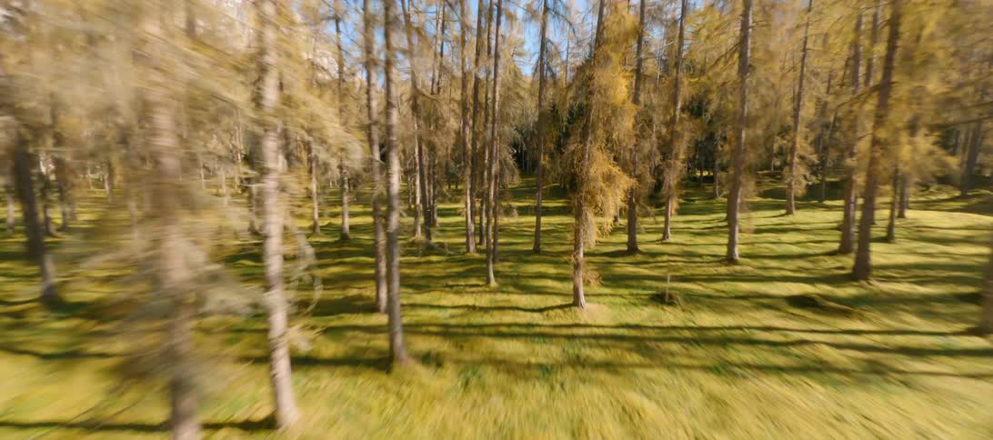 Tall trees stand above the grass covered ground of a forest