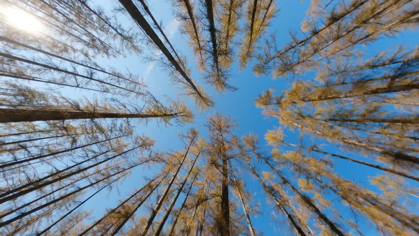Autumn trees stretch to the blue sky in the woods